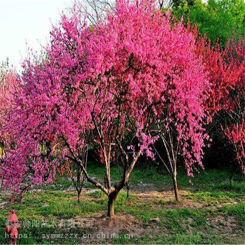 前兩年綠化部門(mén)造園時(shí)